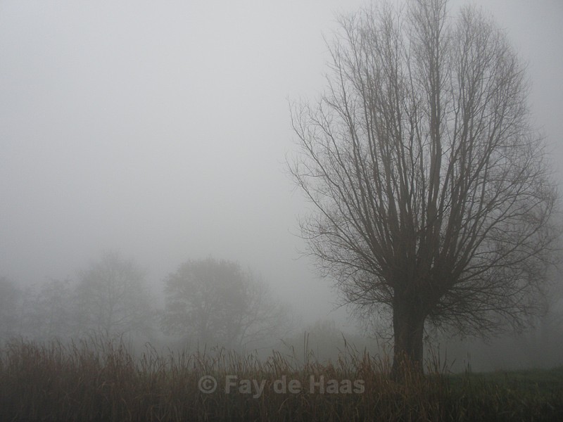  - Home in the Polder