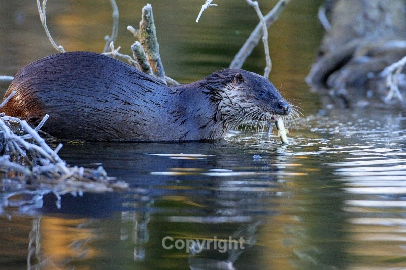 Otter,County Louth - Various Mammals