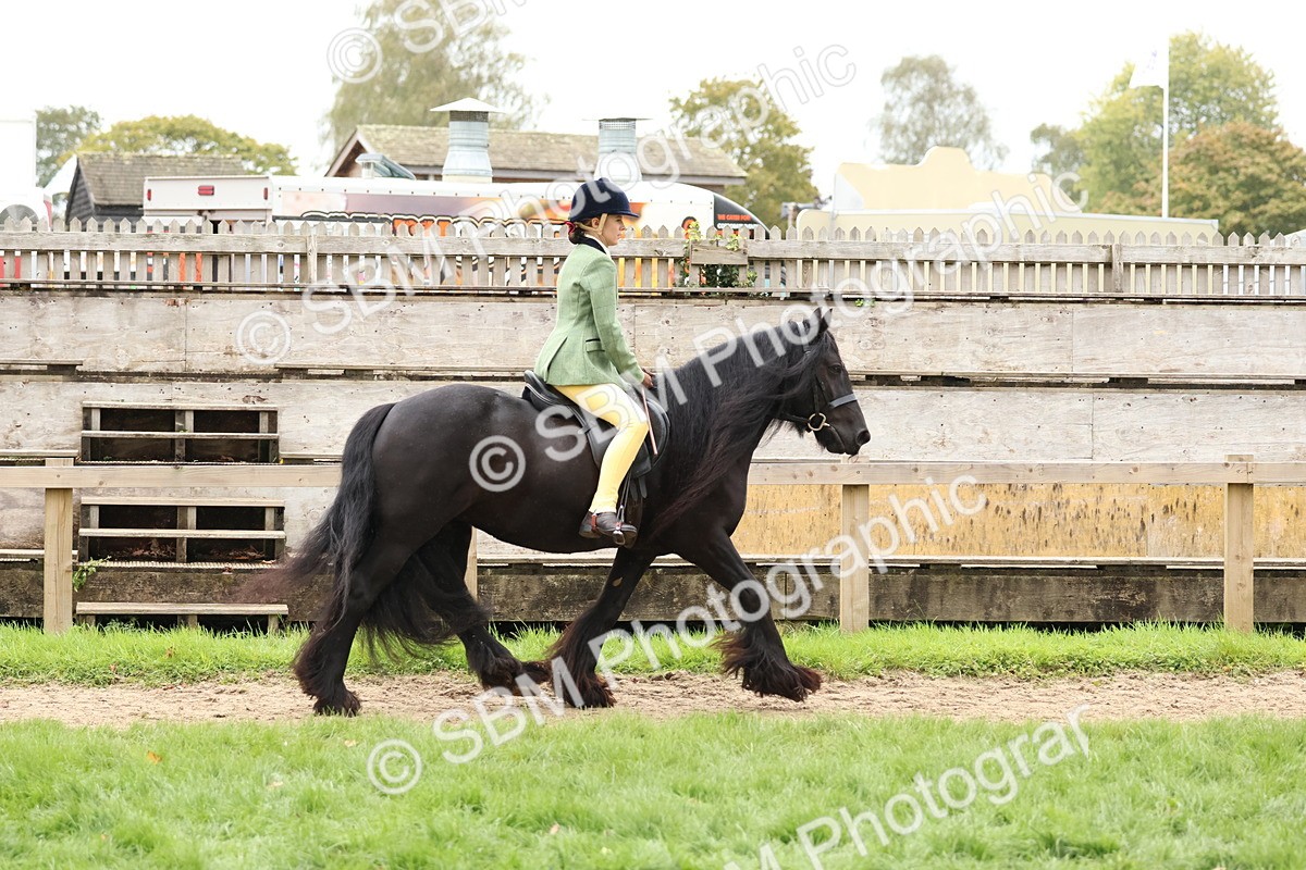 SBM_69544 - S62 - Mountain & Moorland Ridden Large Breeds