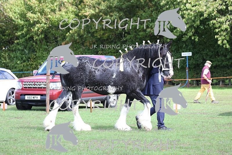 APP_3359 - Class 5 In Hand Championship