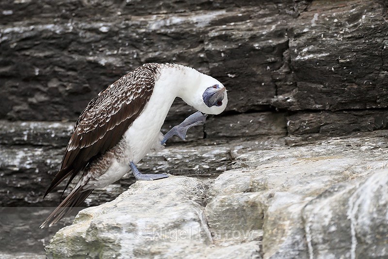 Peruvian Booby scratching, Chanaral Island, Chile - Peruvian Booby