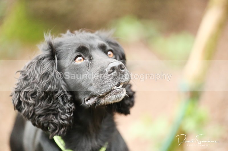 SPXX3956 - Endurance Dogs