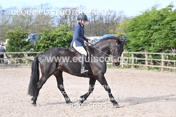 BPP_6893 - RING 1  (RIDDEN HORSES / IN HAND / VETERAN ETC)