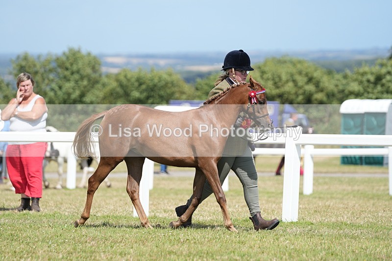 DSC07470 - Pony Breeding Championship