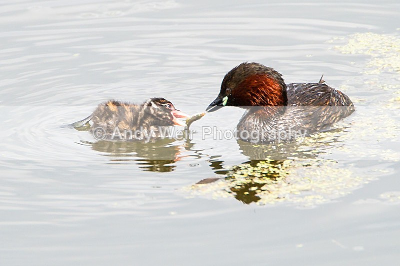 20140712-_MG_6648 - Gt. Crested & Little Grebes