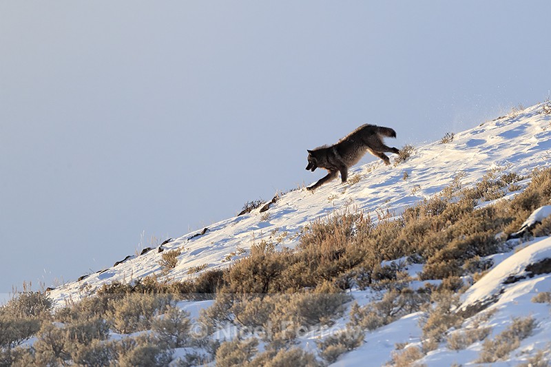 Dark Wolf running, Soda Butte Canyon, Yellowstone National Park - Wolf
