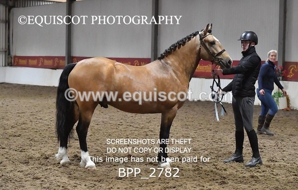 BPP_2782 - LOOSE JUMPING / SPSS