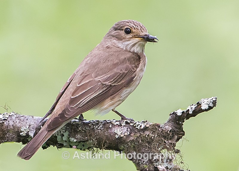 Astland Photography, Bird and Wildlife Images, Susan and Peter Wilson, U.K