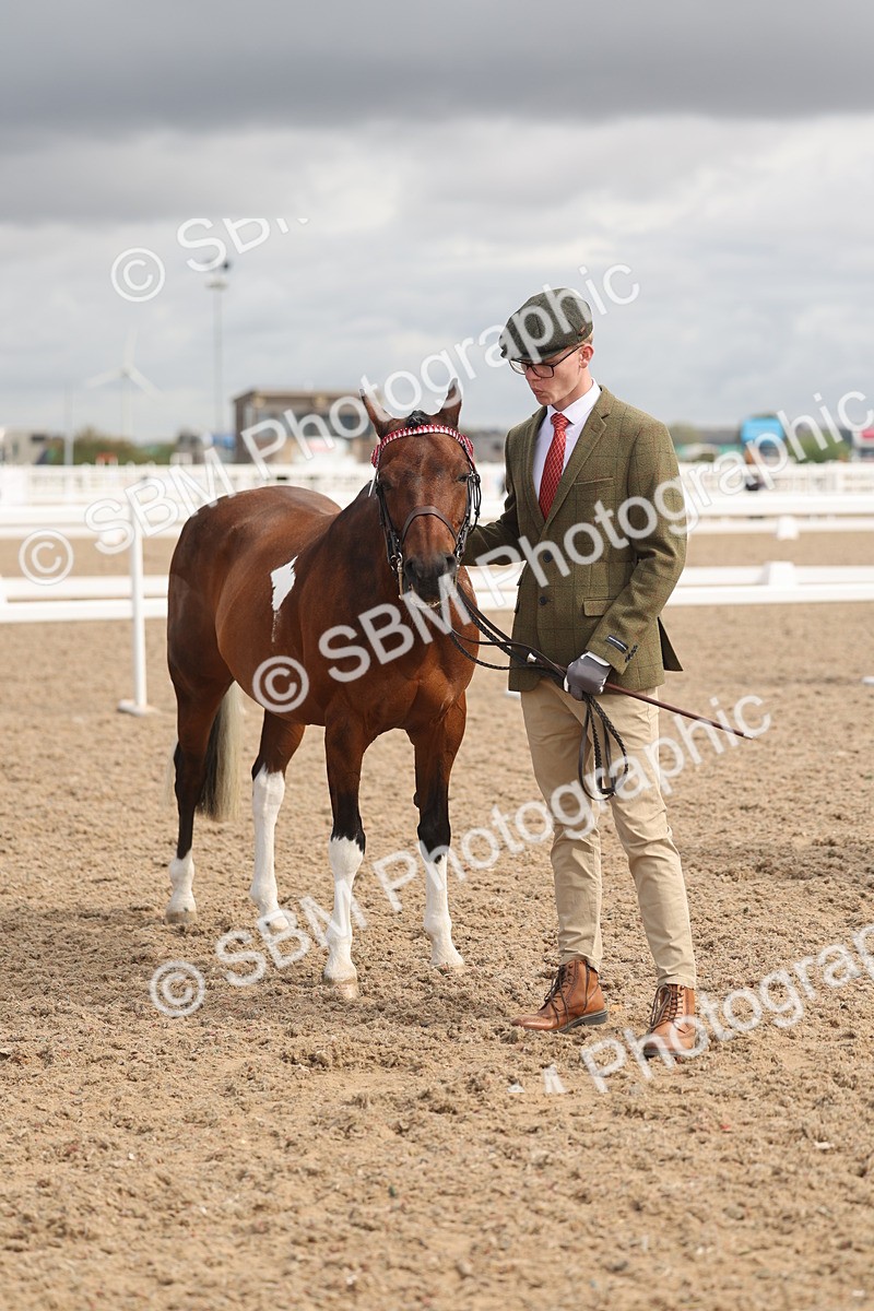 SBM_04423 - Class 18 - Handsomest Gelding (IH or Ridden)