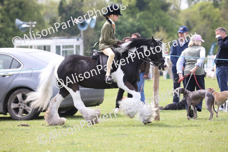20260426-2952 - Class 33 - Best Pony 14.2hh and Under