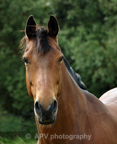 Looking... - Horses'n'Ponies