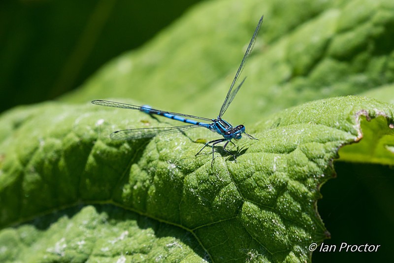 Common Blue Damselfly on Leaf - Nature