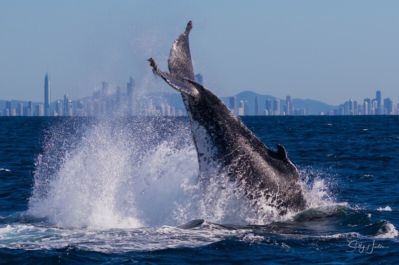 Tail Slapping Black. 0A3A0068 - Humpback Whales