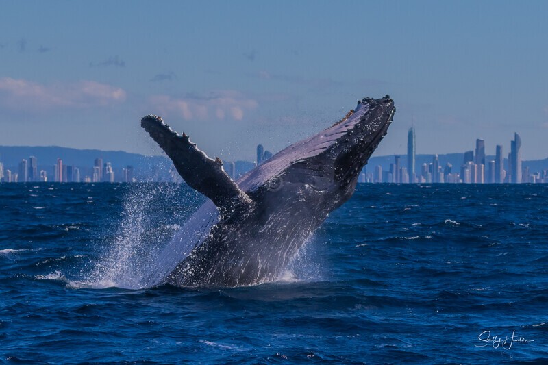 Humpback Breach into the wind 2. 0A3A2836 - 2025 Whales