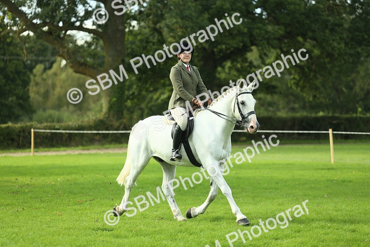 SBM_50665 - S33 - Working Hunter & Working Show Horse