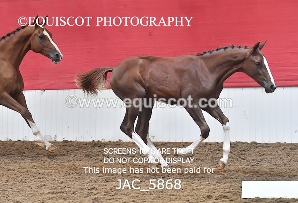 JAC_5868 - 11 Pandora of Westoak