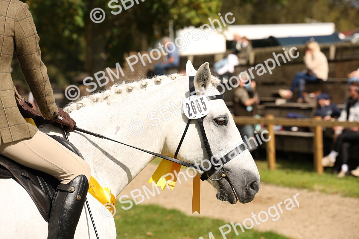 SBM_42394 - S13 - Pony Club Pony