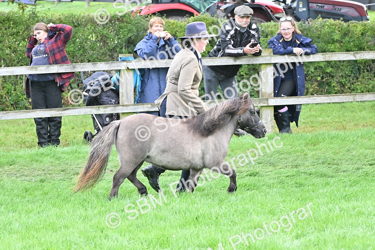SBM_56938 - S45 - Coloured Pony In Hand