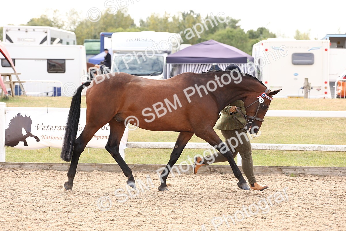 SBM_15342 - Class 210- IH Show Horse