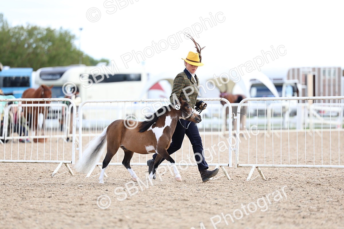 SBM_18737 - Class 317 - IH Pure Bred Horse-Pony