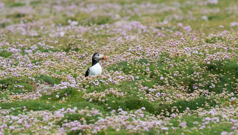 Cute Puffin 13