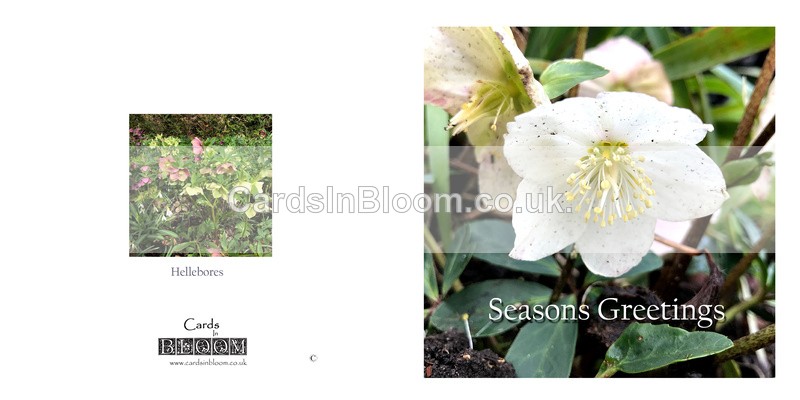 02 The Christmas Rose - Christmas cards