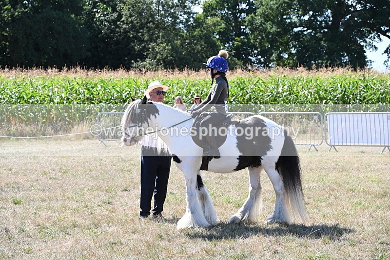 WJ6_8924 - Class 38 Ridden Riding Horse/Pony