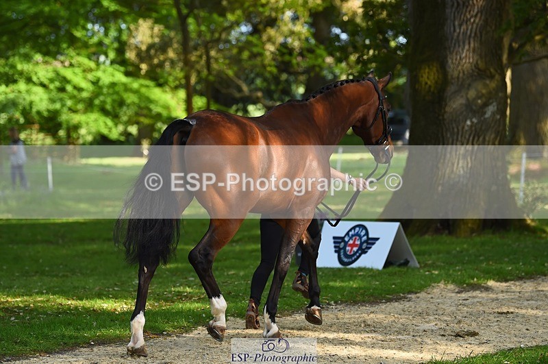 230524-172234-01475 - 179-JARSON-Charlotte_Agnew-WEDTrotUp+DR