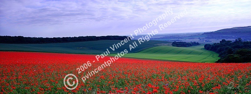 Bury Hill Poppies - Sussex Downs