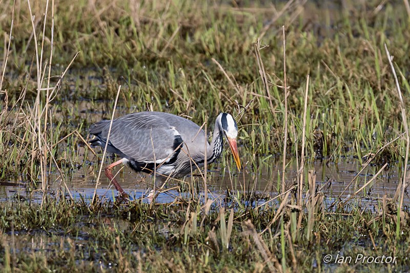 Heron stalking its prey - Nature