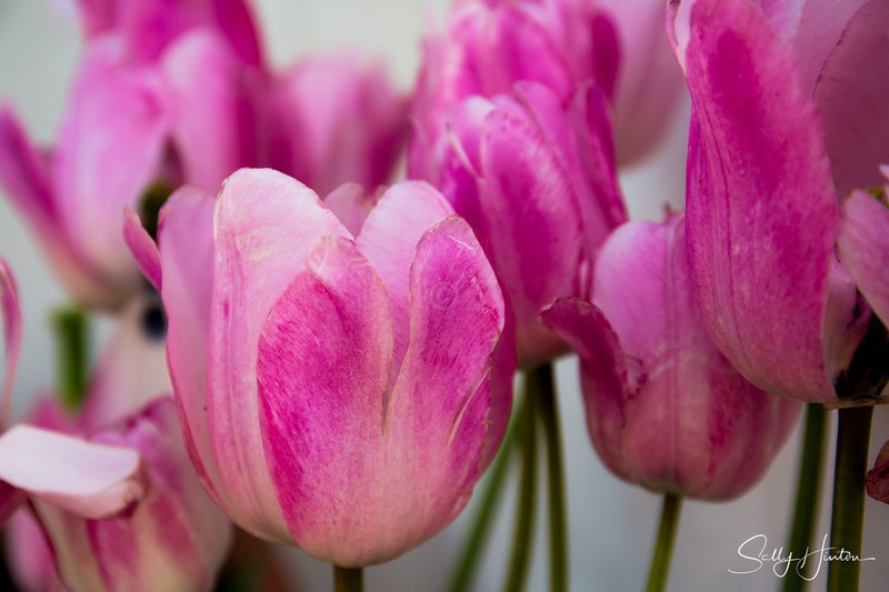 Pink Tulips
