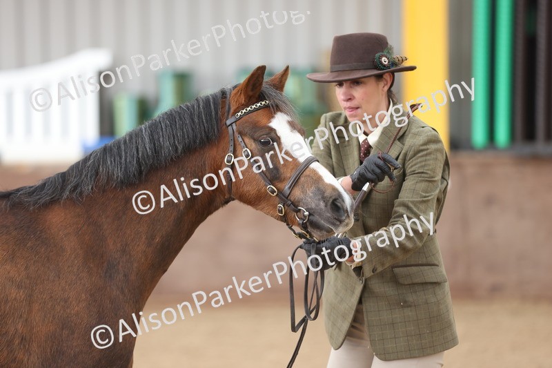 20251109-0655 - Class 22 - Geldings 4 Years and over