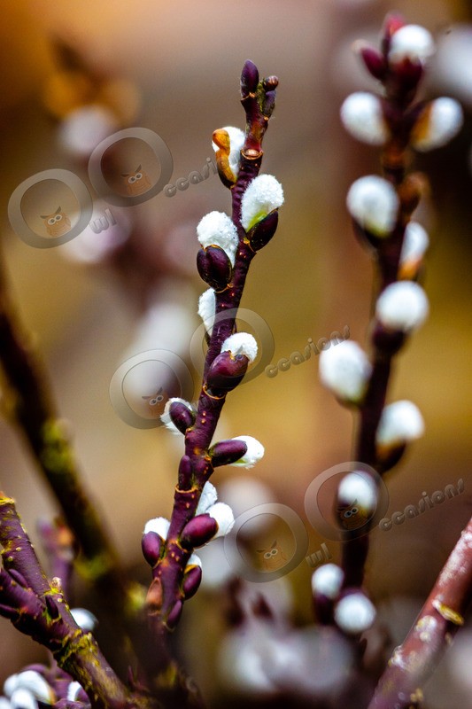 IMG_5477 - Plants and trees