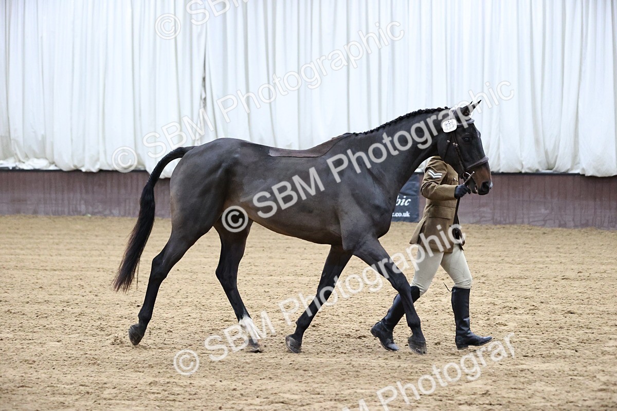 SBM_5211 - Class 39 - In Hand Gelding