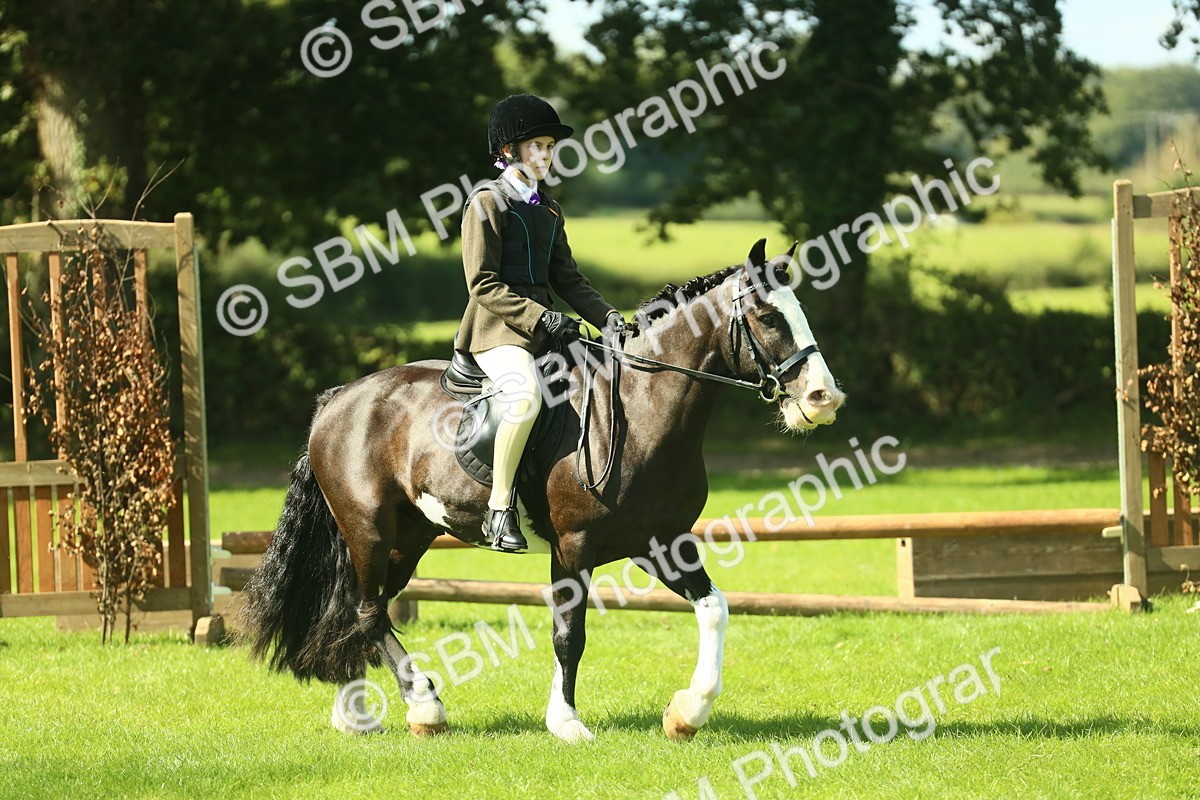 SBM_42001 - S29 - Novice & Newcomers Working Hunter Pony