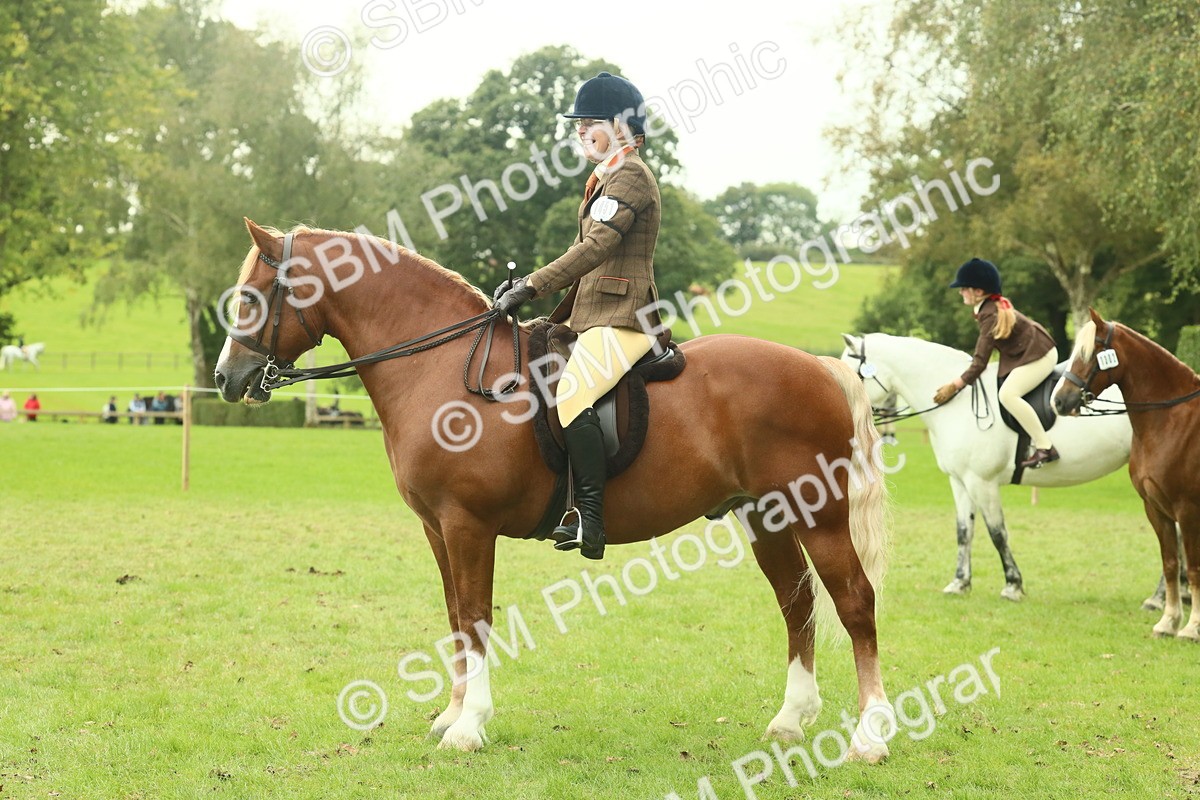 SBM_72279 - S60 - Mountain & Moorland Ridden Large Breeds