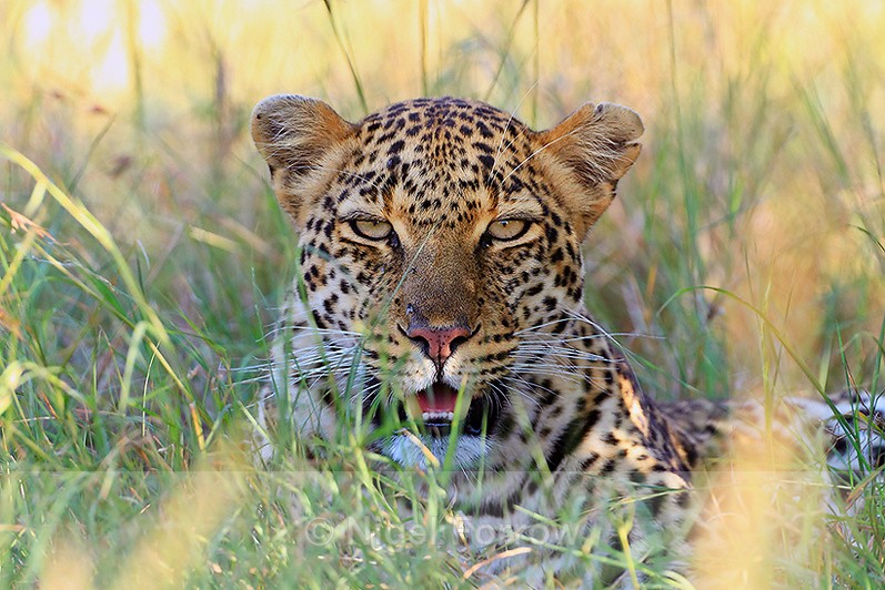 Close-up of Leopard resting in the grass - Leopard