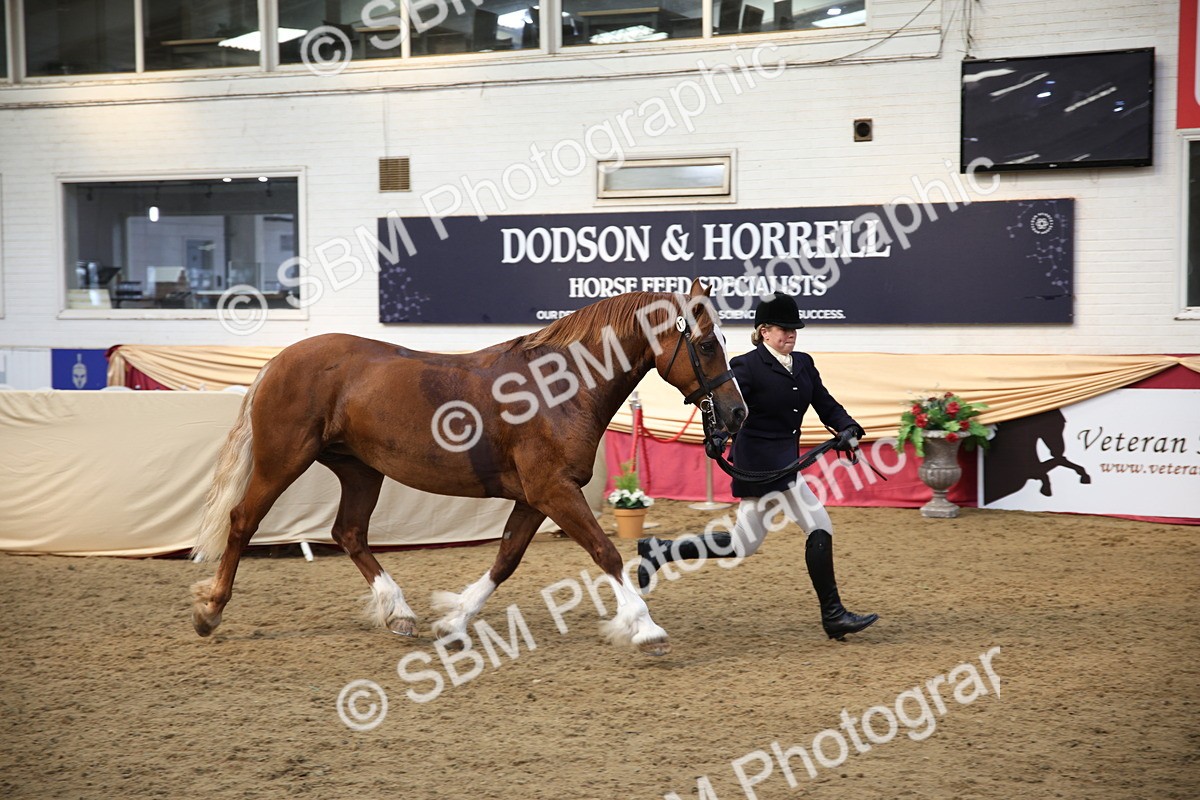 SBM_24792 - Class 906 - Supreme Final - Ridden Pre Vet