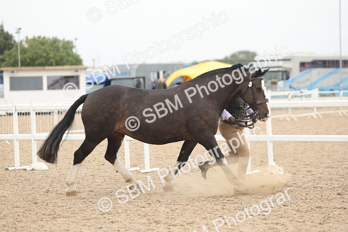 SBM_19788 - Class 318 - IH Part Bred Horse-Pony