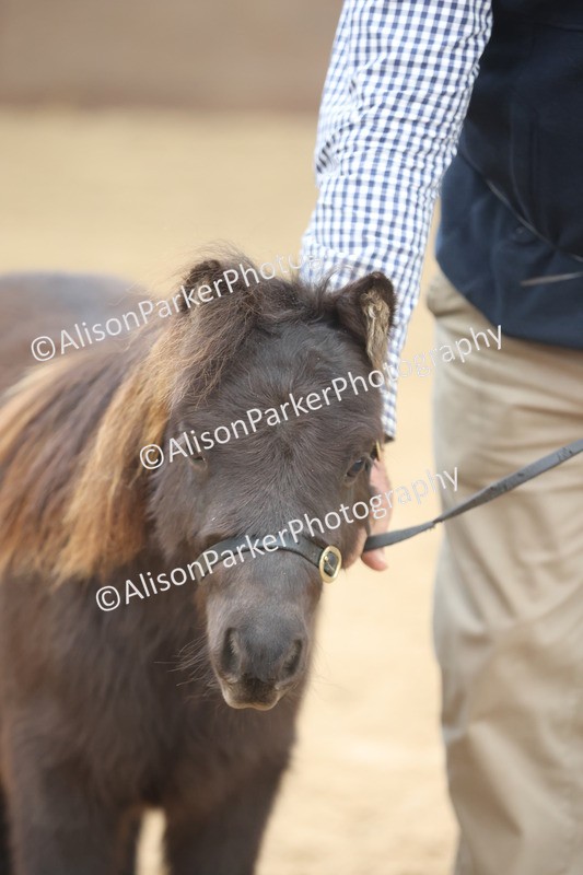 20251109-0204 - Class 10 - Yearling, Colt, Filly or Gelding