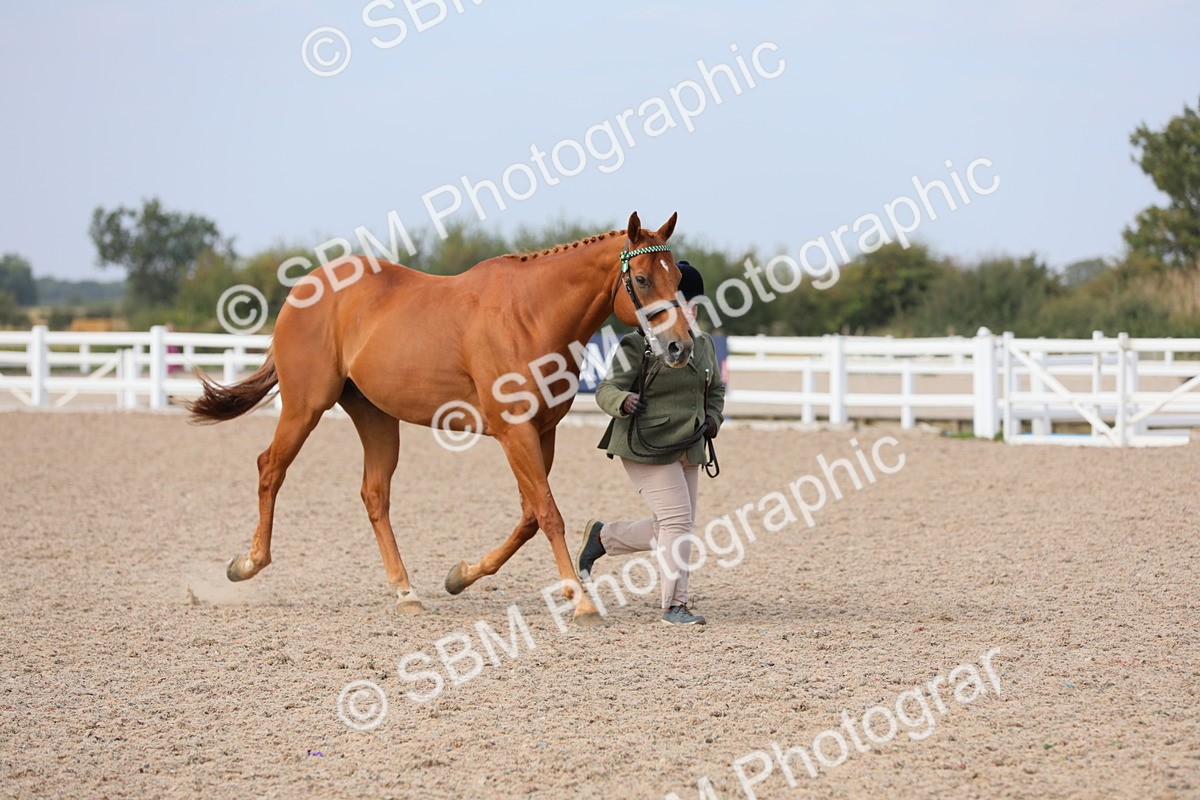 SBM_15942 - Class 313 IH Retired Racehorse