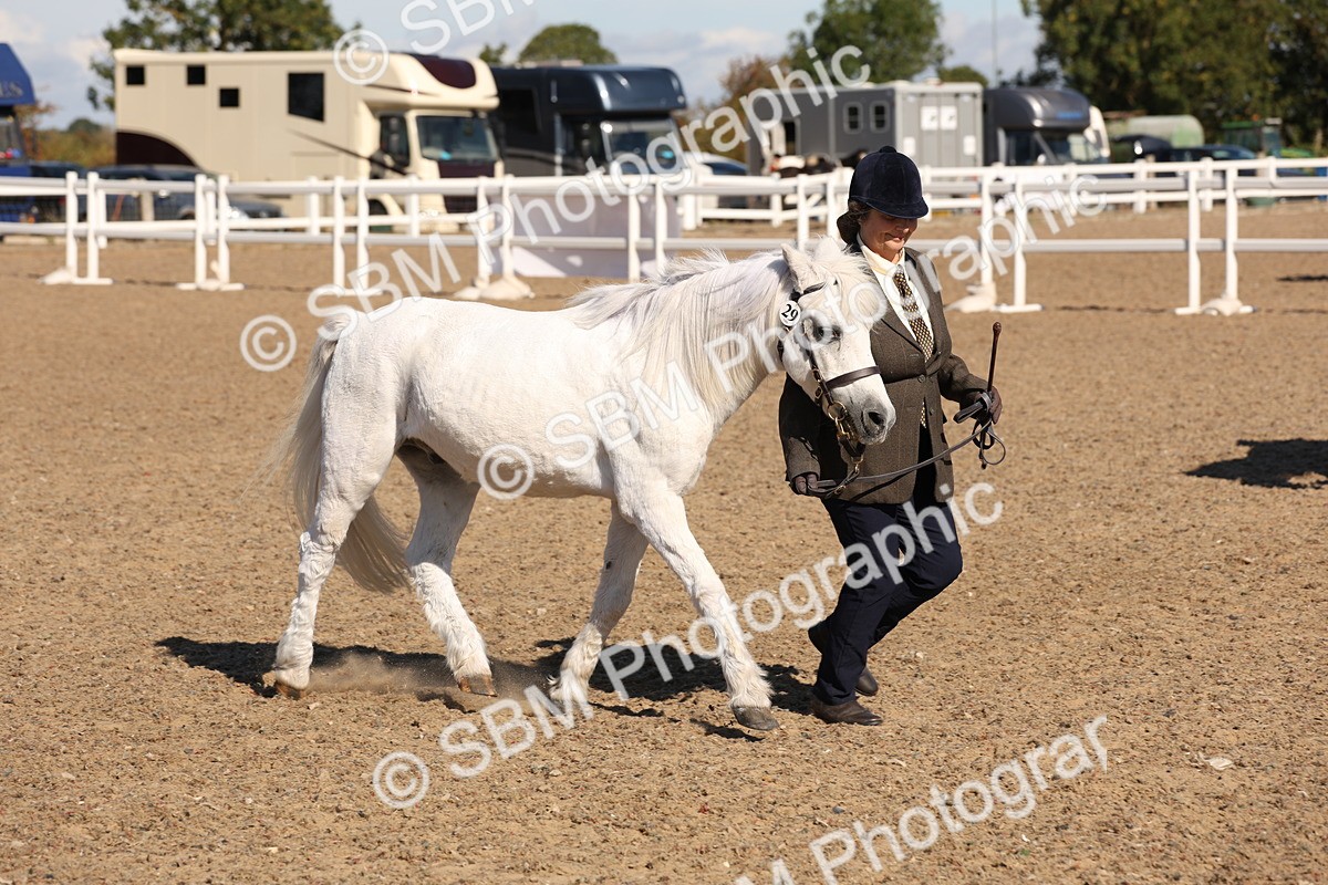 SBM_12939 - Class 206 - IH Non Show Type Pony