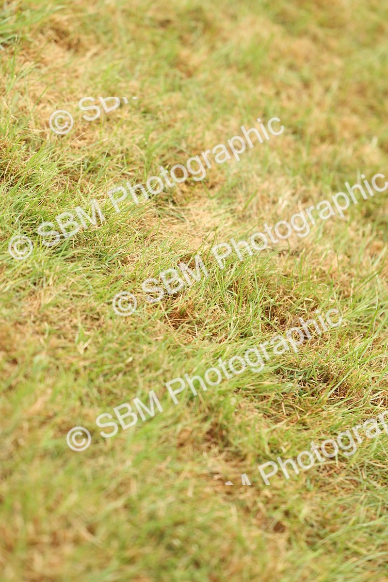 SBM_02249 - Class 50-57 - M&M Welsh Pony In Hand