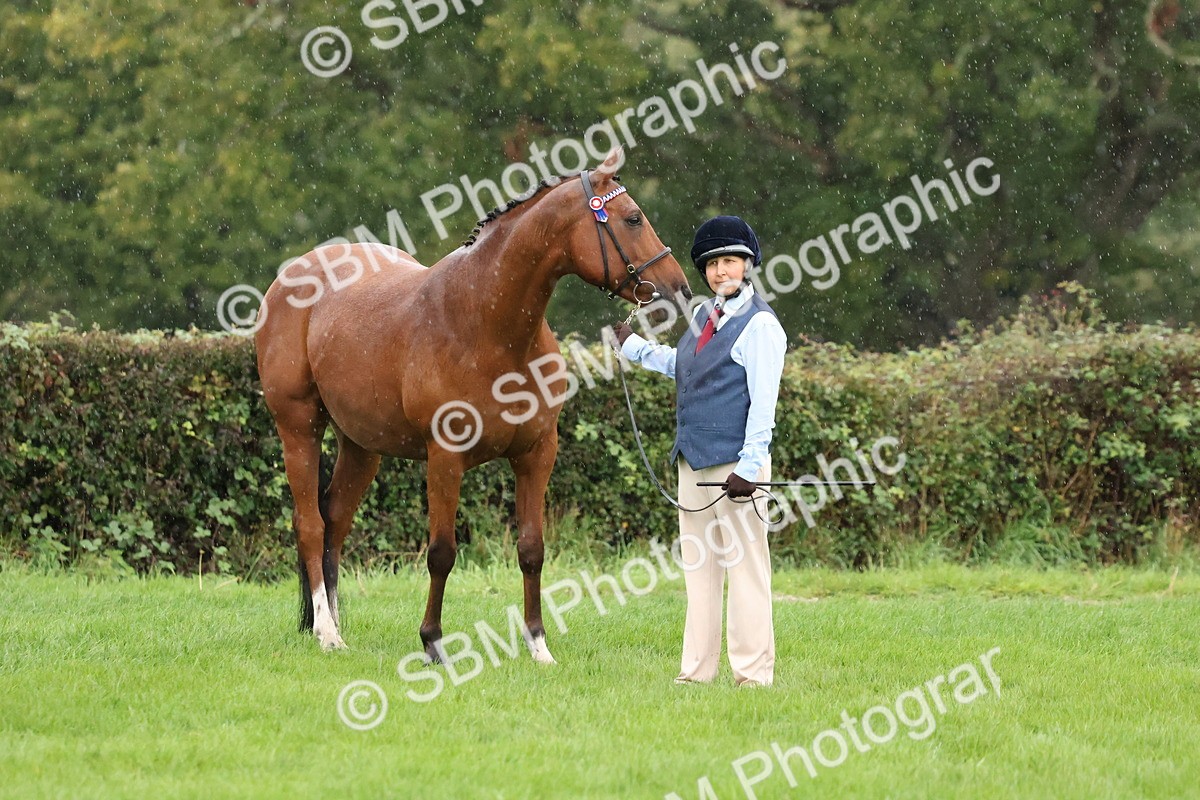 SBM_35312 - S10 - Best In Hand Horse & Pony