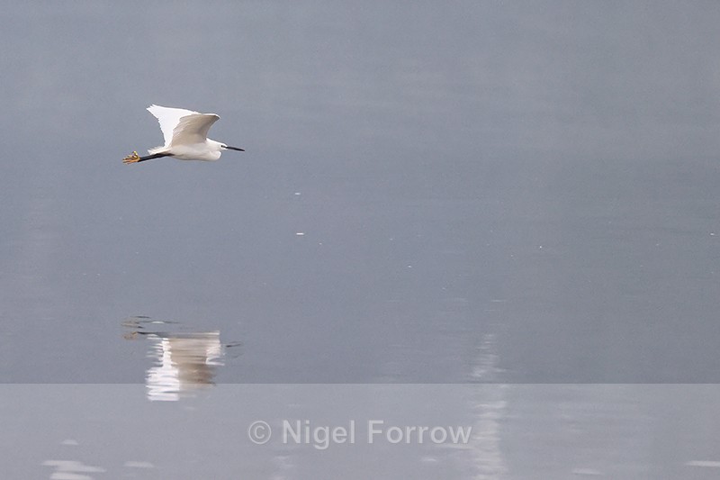 Little Egret in flight reflection, Wych Channel, Poole Harbour, Dorset - Little Egret