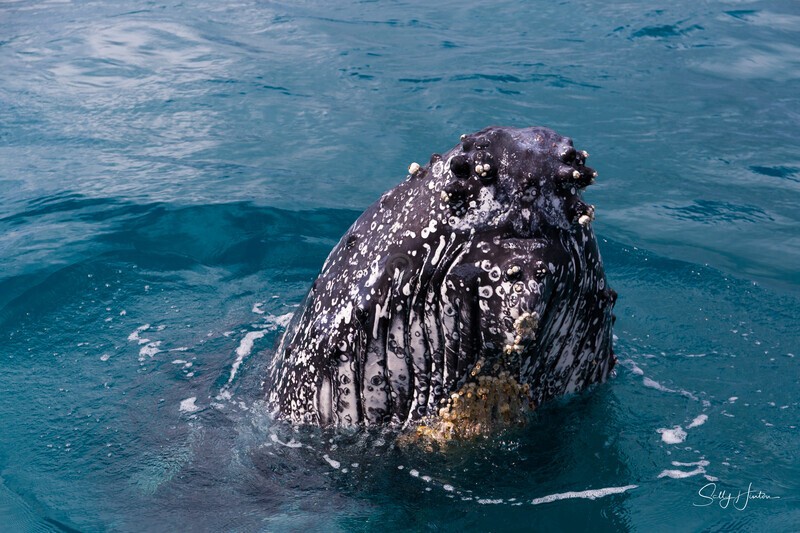 _HB Spy-Hop 6. 16A1617 - 2025 Hervey Bay Whales