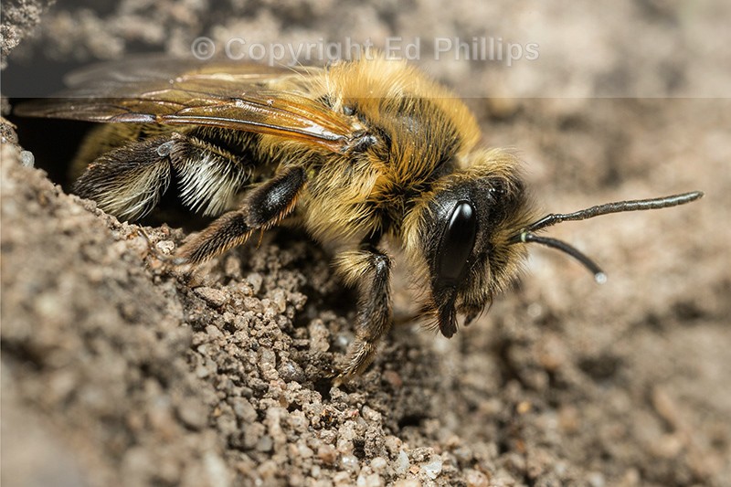 Andrena carantonica (f)