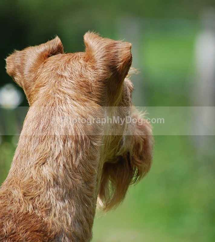  - Irish Terriers