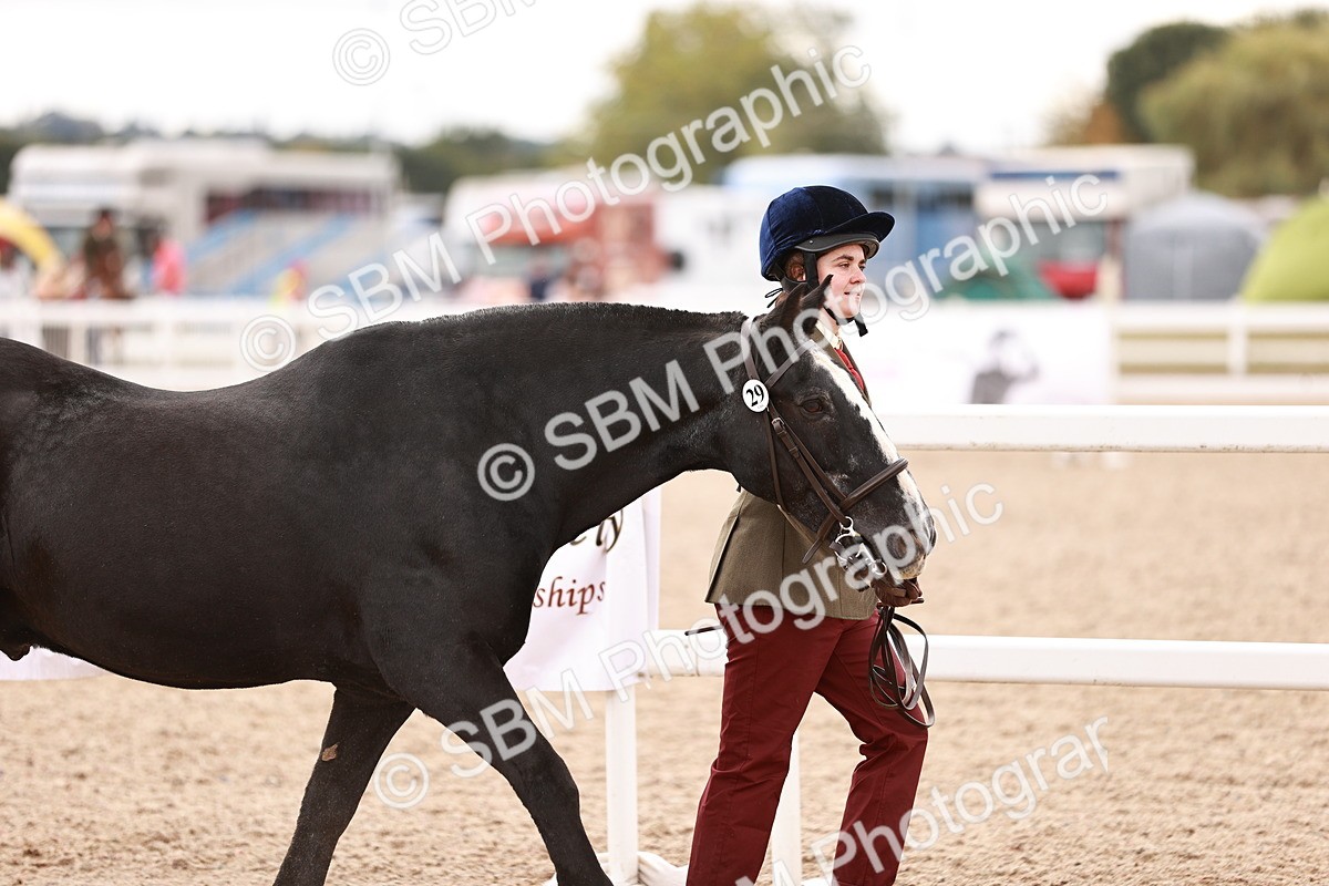 SBM_16171 - Class412 - Handsome Gelding (IH  or Ridden) Adult