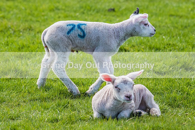 Isel Cross-625 - Isle Cross Race Saturday 8th April 2023